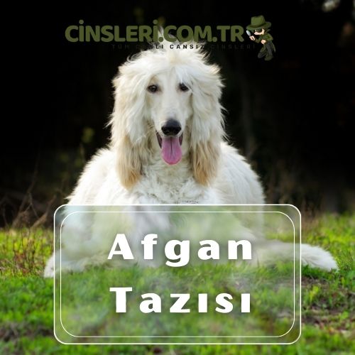 Afgan Tazısı