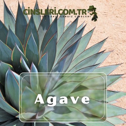 Agave