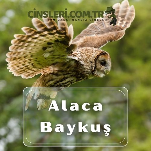 Alaca Baykuş