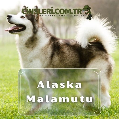 Alaska Malamutu