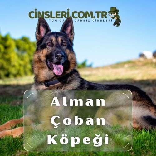 Alman Çoban Köpeği