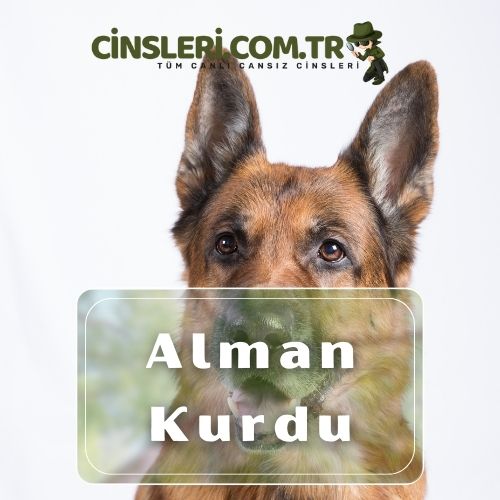 Alman Kurdu