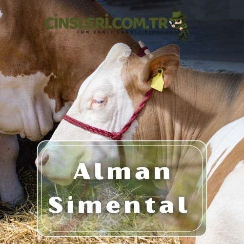 Alman Simental