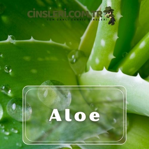 Aloe