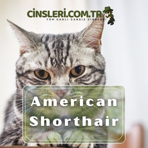 American Shorthair