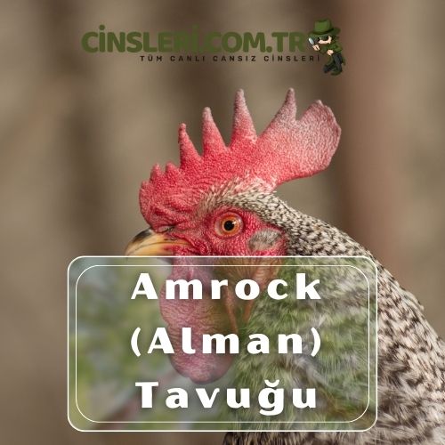 Amrock (Alman) Tavuğu