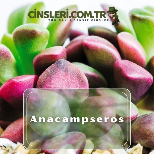 Anacampseros