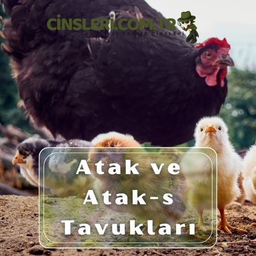 Atak ve Atak-s Tavukları