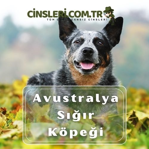 Avustralya Sığır Köpeği