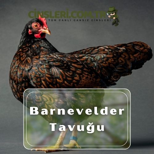 Barnevelder Tavuğu