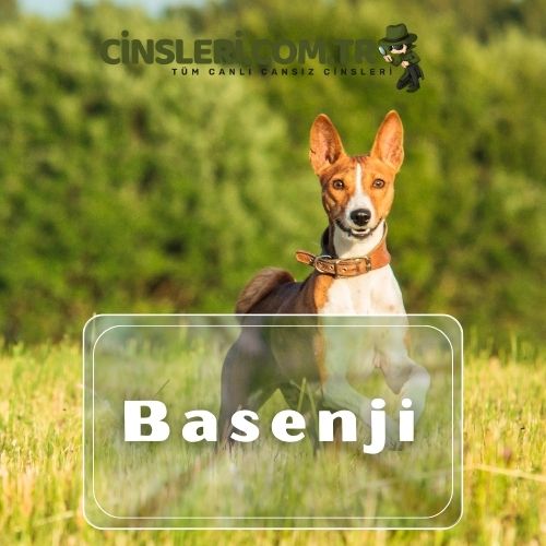 Basenji