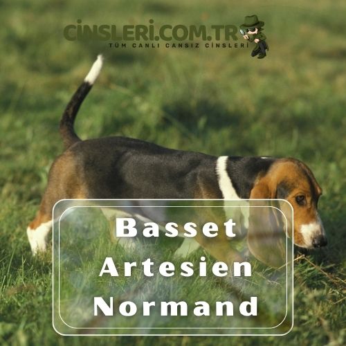 Basset Artesien Normand