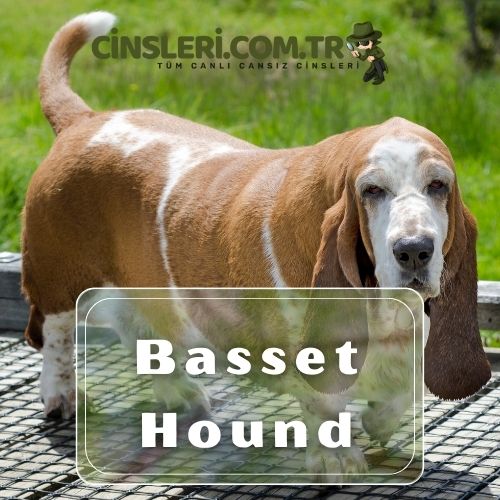 Basset Hound