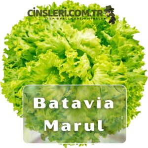 Batavia Marul