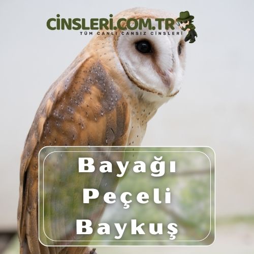 Bayağı Peçeli Baykuş