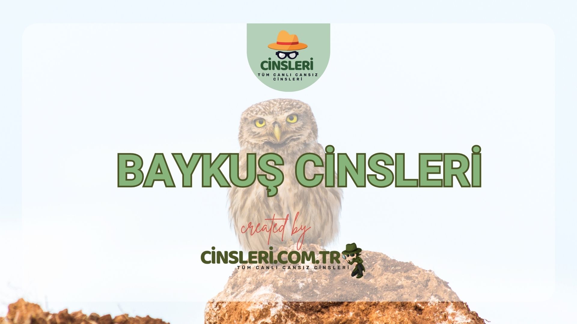 Baykuş Cinsleri