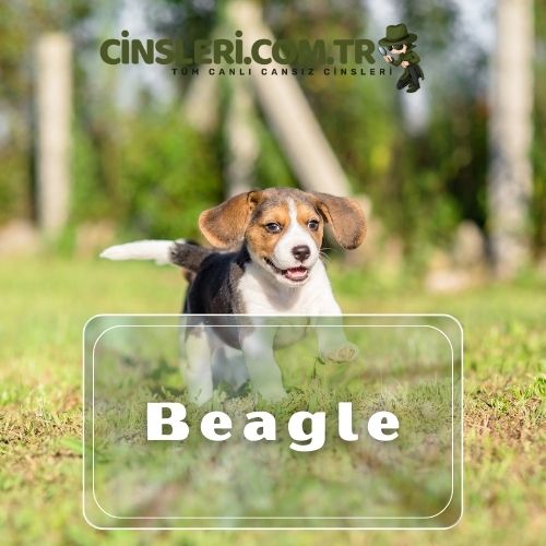 Beagle