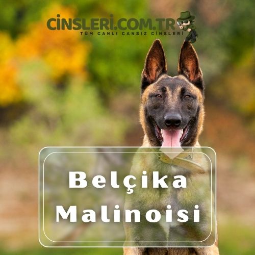 Dik kulaklı köpek cinsleri