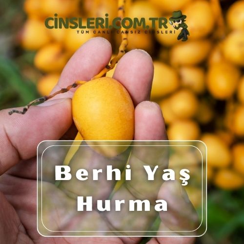 Berhi Yaş Hurma