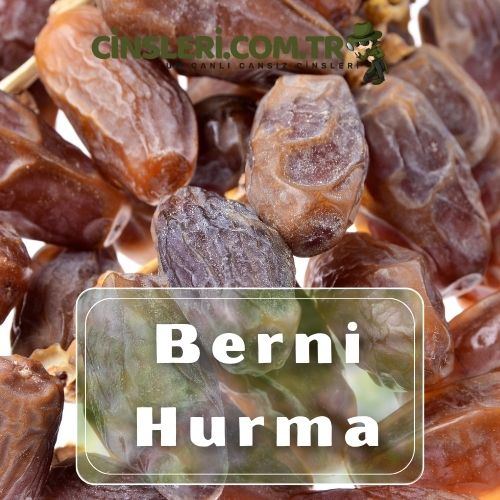 Berni Hurma