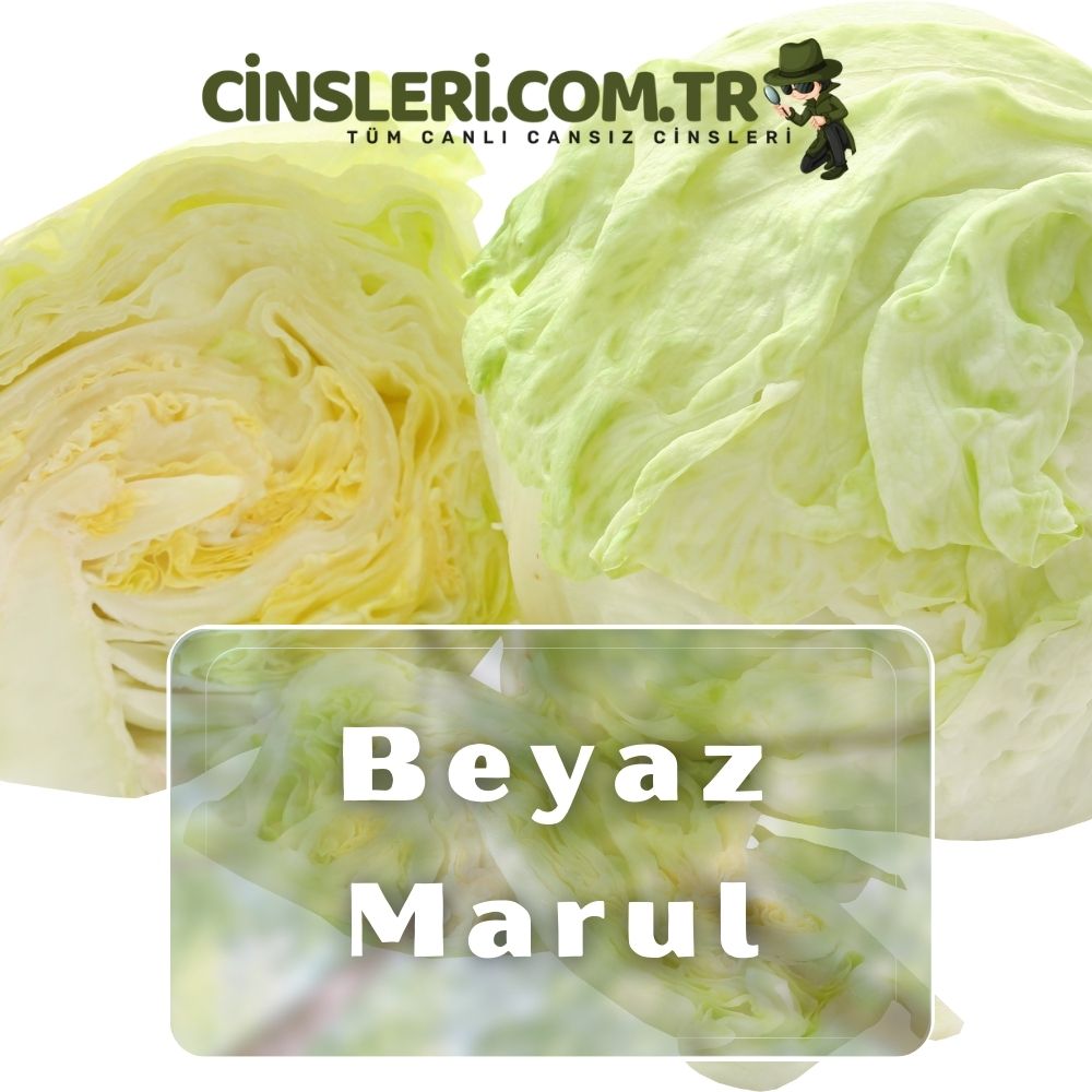 Beyaz Marul