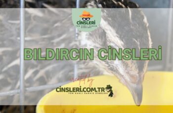 Bıldırcın Cinsleri