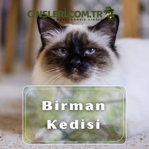 Birman Kedisi