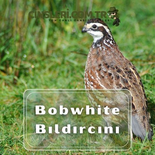 Bobwhite Bıldırcını