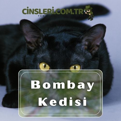 Bombay Kedisi