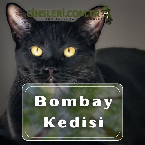 Bombay Kedisi