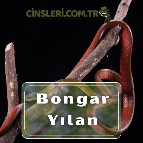 Bongar Yılan