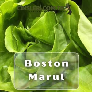 Boston Marul