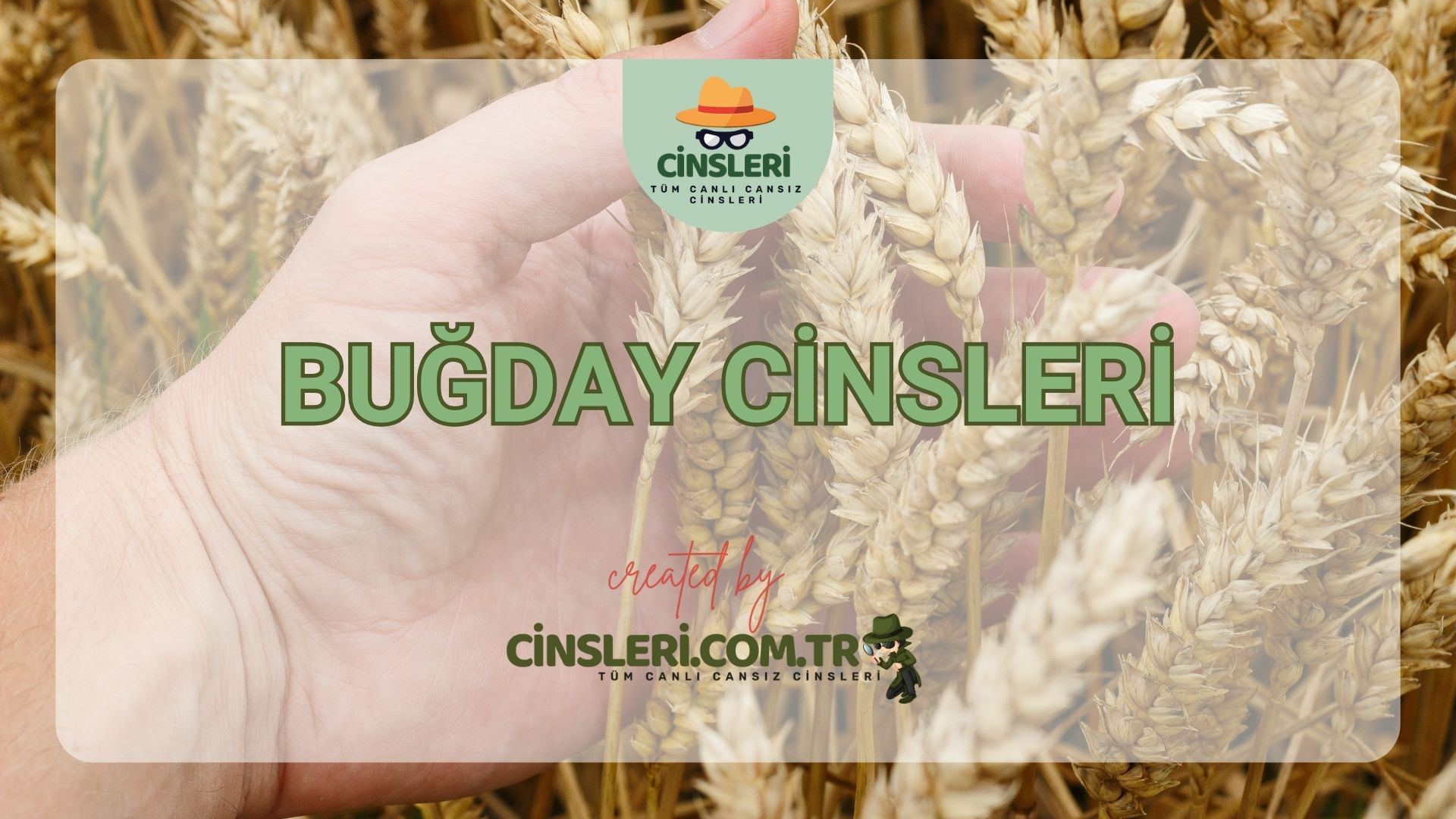 Buğday Cinsleri