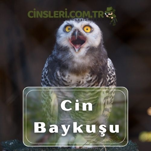 Cin Baykuşu