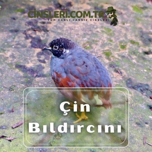 Çin Bıldırcını