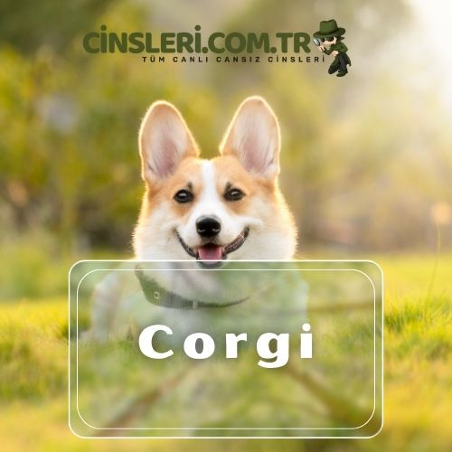 Corgi