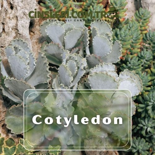 Cotyledon