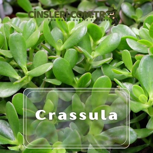 Crassula