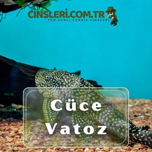 Cüce Vatoz