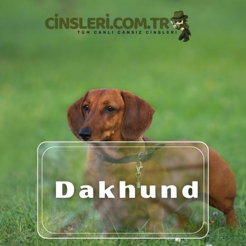 Dakhund