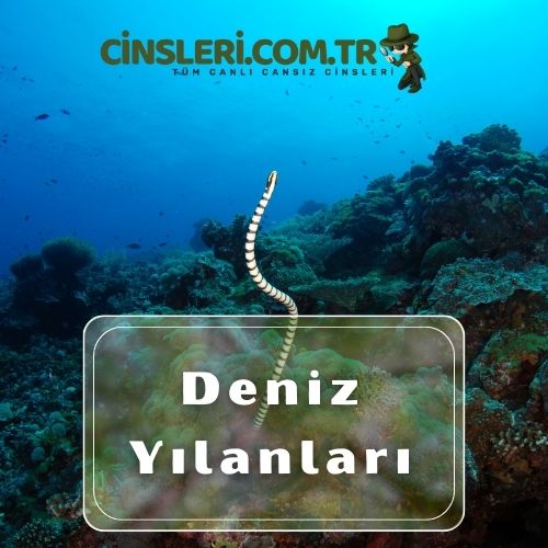 Deniz Yılanları