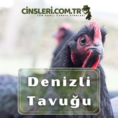 Denizli Tavuğu