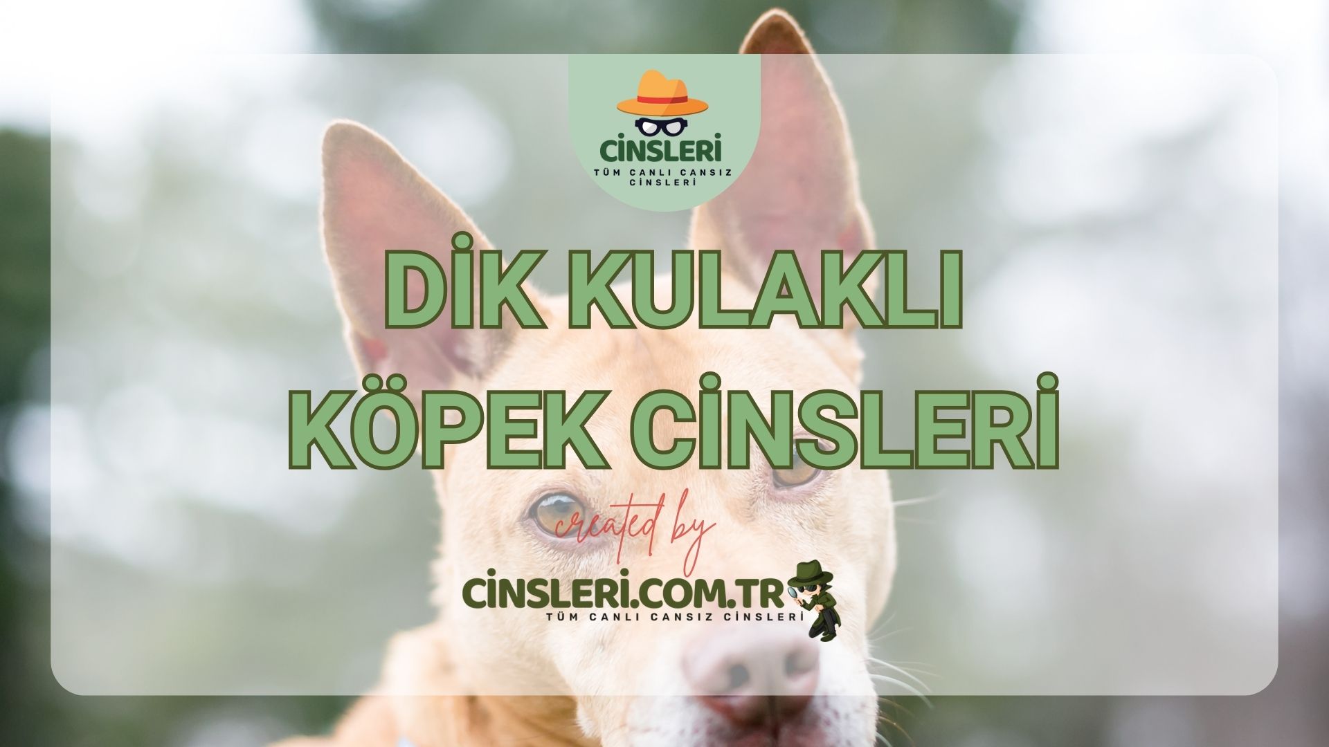 Dik Kulaklı Köpek Cinsleri