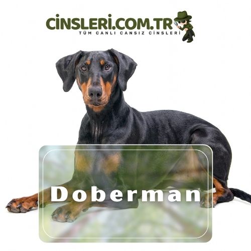 Doberman