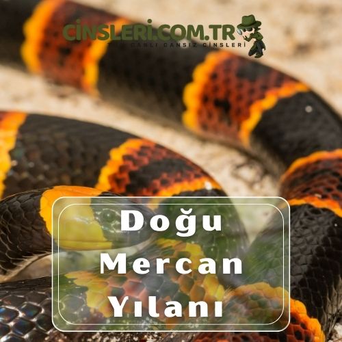 Doğu Mercan Yılanı ( Coral Snake)