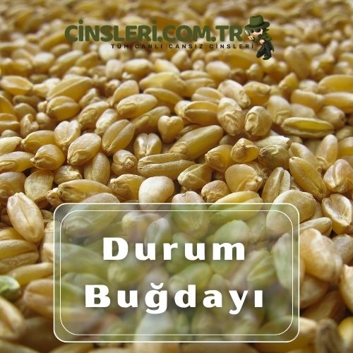 Durum Buğdayı