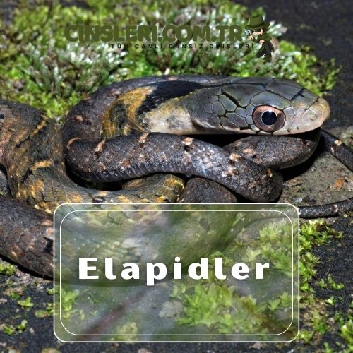 Elapidler