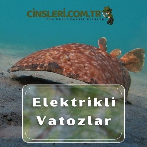 Elektrikli Vatozlar