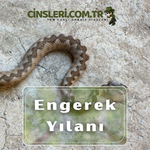 Engerek Yılanı