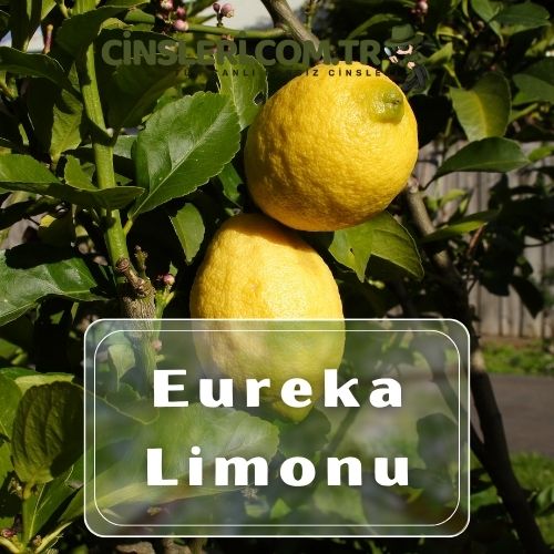 Eureka Limonu